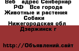 Веб – адрес Сенбернар.РФ - Все города Животные и растения » Собаки   . Нижегородская обл.,Дзержинск г.